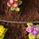Three clusters of colorful primrose flowers—yellow, purple, and pink—are planted in dark soil with a black drip irrigation hose running horizontally across the garden bed.