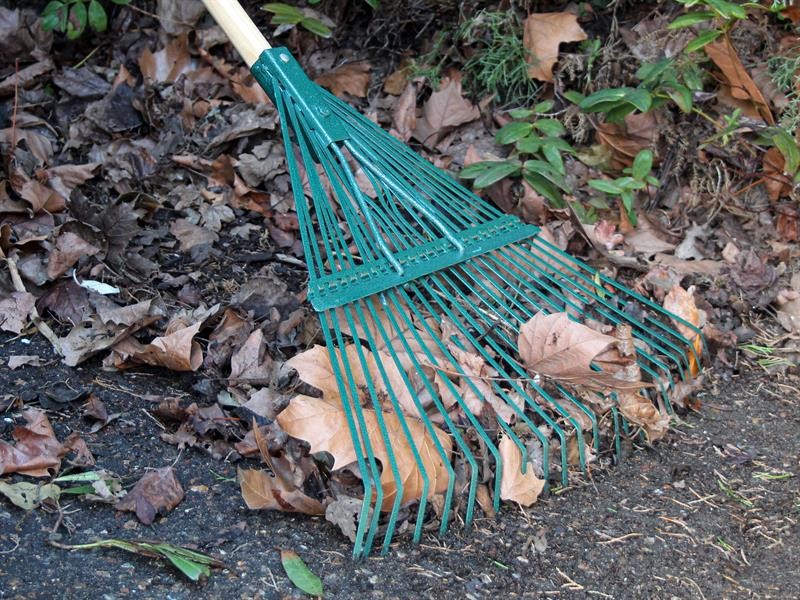 A Faithfull garden rake with multiple hardened steel tines and a long wooden handle, for levelling soil and clearing debris.